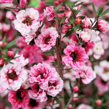 LEPTOSPERMUM Blossom, Tea tree, 1 ltr POT FREE DELIVERY