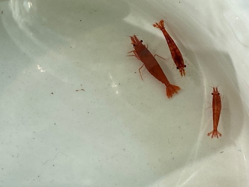 Red cherry shrimp - cherry,