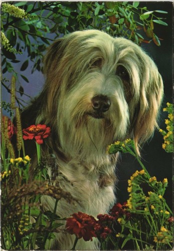 Cpa bobtail dog - cpa,