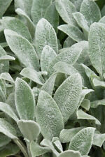 10 x Plug Plants Stachys  / Lamb?s Ears Ever-green Ground cover Perennial.