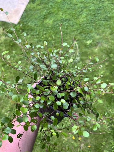 Muehlenbeckia complexa