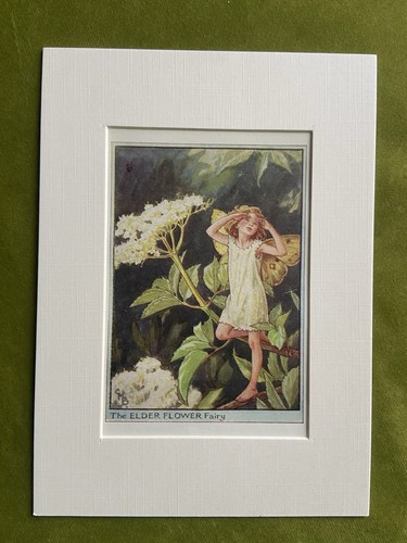 Elder flower fairy - ‘elder’,