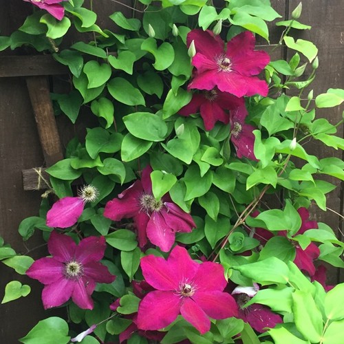 Clematis westerplatte - westerplatte, |