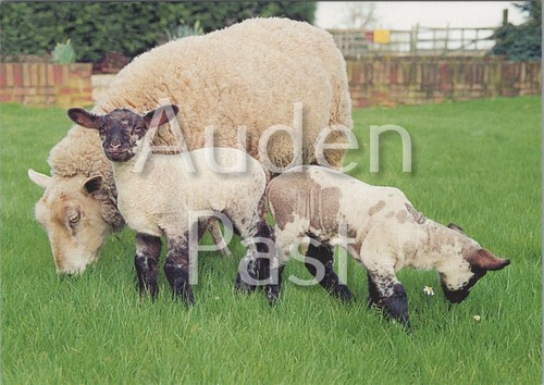 Ewe and lambs hillside animal - and,