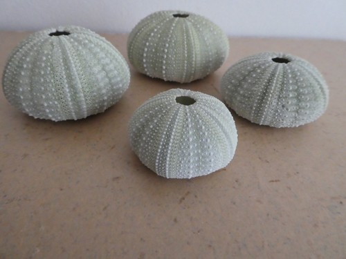 Sea urchin shells - x, 4