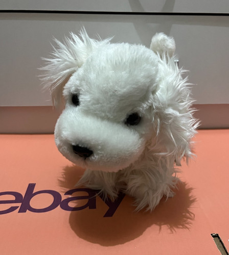White fluffy messy - white, maltese