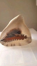 Large Natural Sea Shell Queen Helemet Large Snail Specimin Textured Heavy Solid