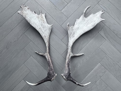 Large pair fallow deer - of,