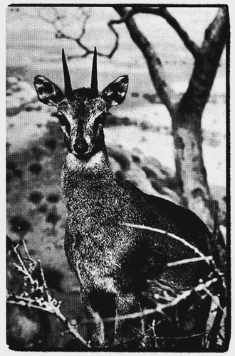 Vintage postcard rock - vintage, postcard,