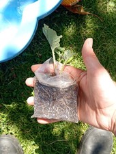 4× Taunton Dean Perennial Kale Plants Large Letter Letterbox Delivery.