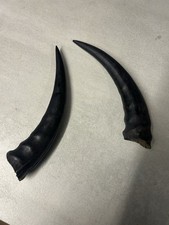 A Pair Of Horns Most Likely