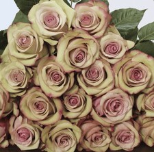 HYBRID TEA ROSE ‘VINTAGE ’