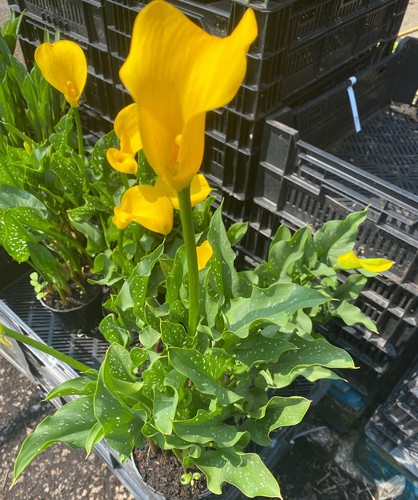 Potted litre zantedeschia - potted, 1
