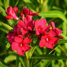 Flowering Patio Shrubs