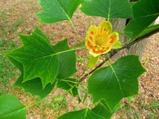 Liriodendron tulipifera in 9cm pot approx 30cm tall tulip tree