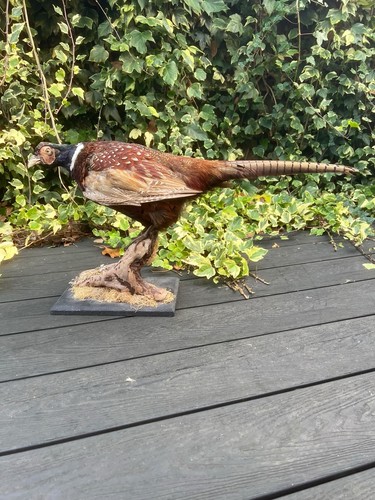 Vintage large ringneck cock - vintage,