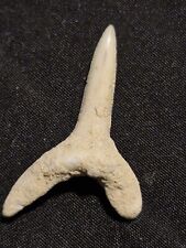 Shark tooth fossil Striatolamia macrota SAND TIGER shark