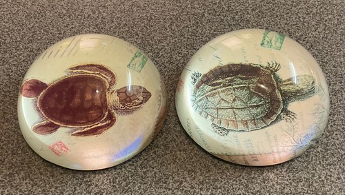 Group beautiful turtle - group,