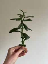 Crassula Ovata Jade Plant