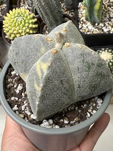 Rare astrophytum myriostigma - rare,
