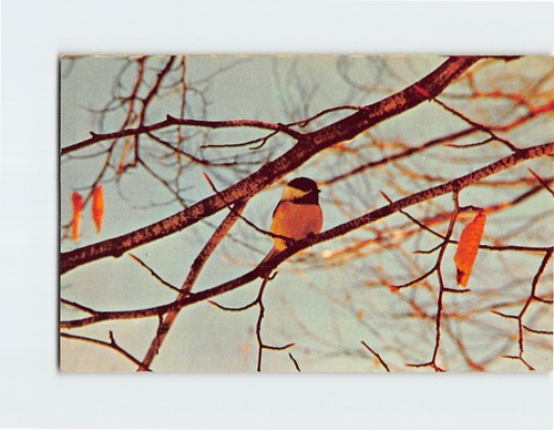 Postcard chickadee bird - chickadee,