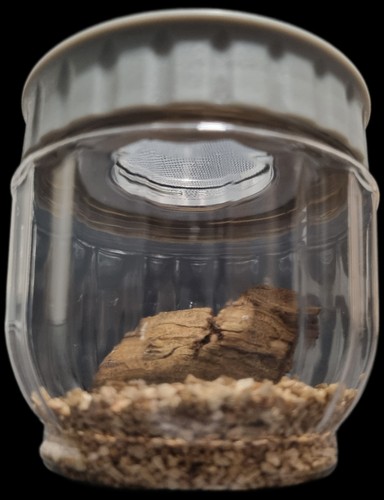 Round insect egg nursery - round,