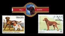CHESAPEAKE BAY RETRIEVER DOG