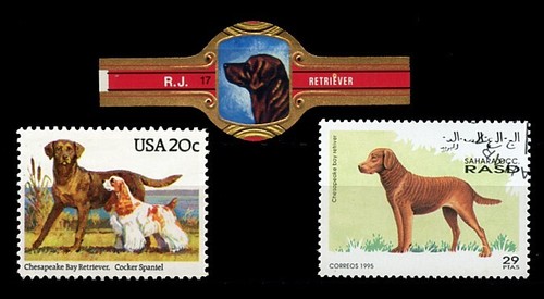 Chesapeake bay retriever dog - retriever,