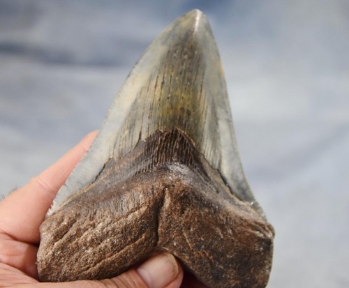 Megalodon shark teeth xlg real - shark,