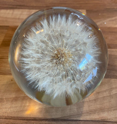 Hafod grange dandelion clock - grange,