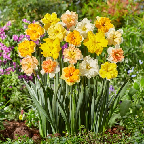 Collared daffodil bulbs mix - collared,