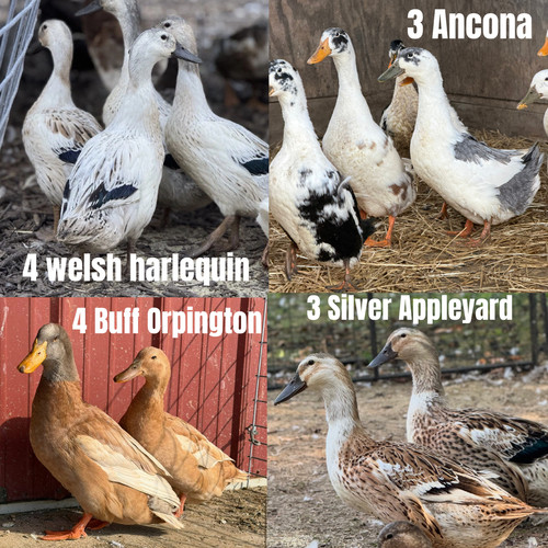 Purebred duck hatching - 14,