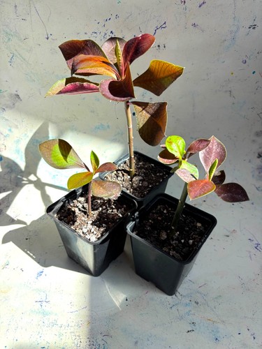 Rare synadenium compactum var - rare,
