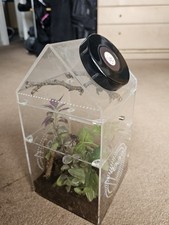 jumping spider/insect enclosure - opus vita XL
