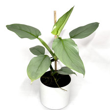 Philodendron 'Silver Queen'-