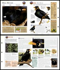 Hill Mynah #91 Birds - Wildlife Explorer Fold-Out Card