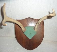 5 Point Whitetail Deer Antlers Wood Plaque Mounted Taxidermy Wall Decor