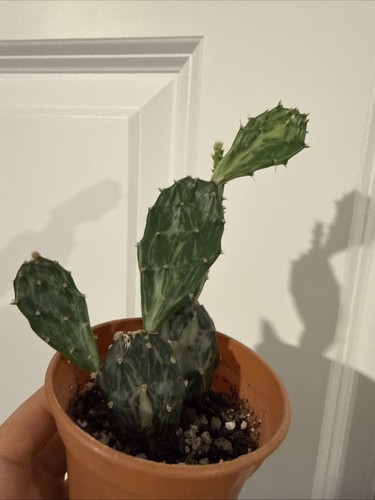 Opuntia jamaicensis ghost - opuntia, 'ghost'
