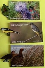 Grey wagtail, red grouse 6 spot burnt moth 