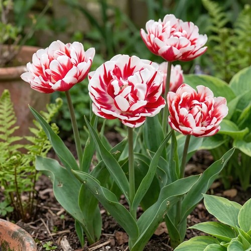 Tulip carnaval nice - nice, bulbs