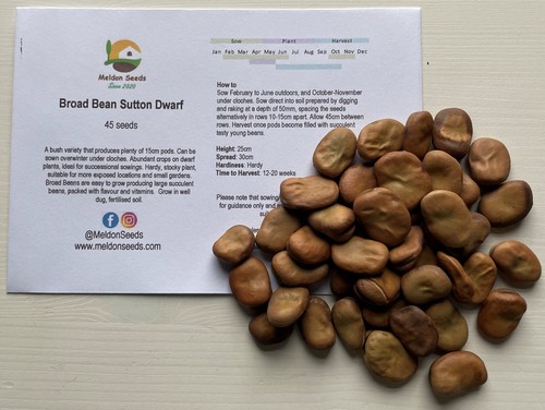 Dwarf broad bean seeds - dwarf,