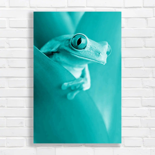 Eye frog closeup - frog,