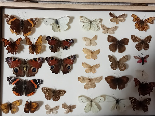 Butterfly and moth - and,