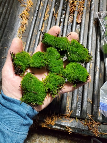 Live fairy garden - fairy, moss