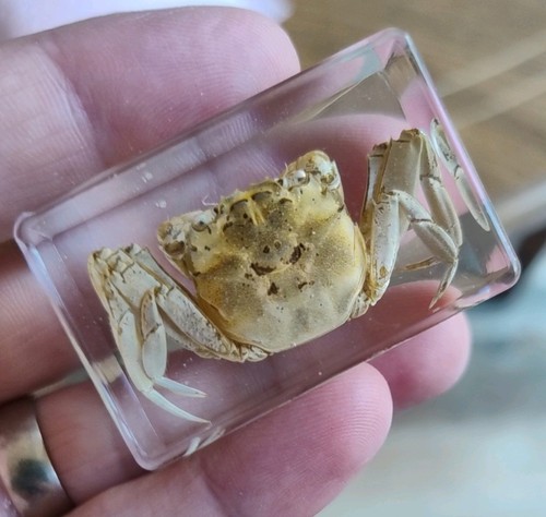 Real crab bug insect - crab,