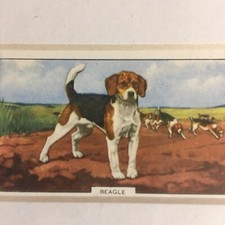 Vintage GALLAHER LTD. CIGARETTE CARD 4”X 6” BEAGLE DOG. 2nd SERIES OF 48 No. 25