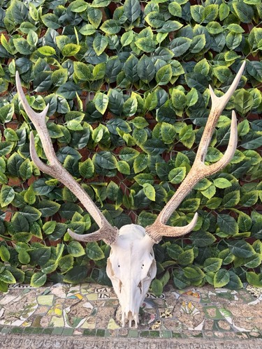 Large red stag - large, skull