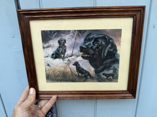 Mick cawston labrador - mick,