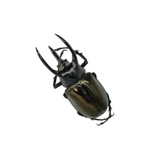 Atlas Beetle (Chalcosoma atlas
