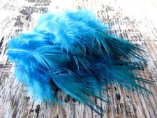 IFS Bleached Golden Pheasant